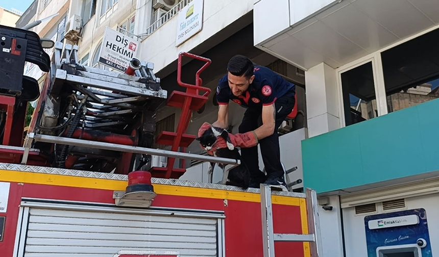 Vefakar kedi arkadaşını yalnız bırakmadı