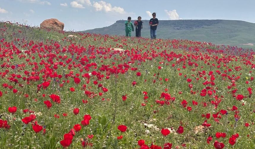 Şırnak’ta Baharın Renkleri Kartpostallık Görüntüler Oluşturdu