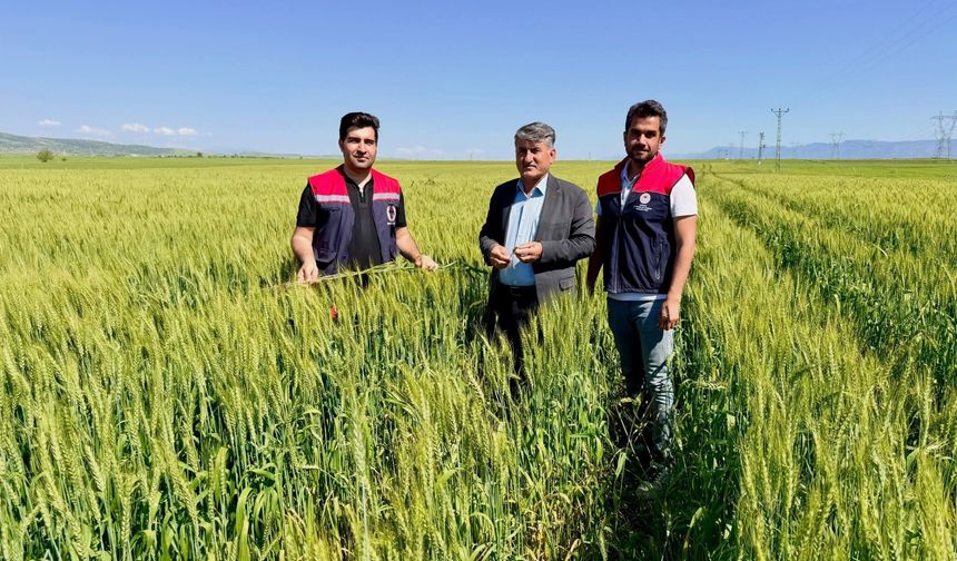 Silopi’de Hububat Alanlarında Sıkı Denetim