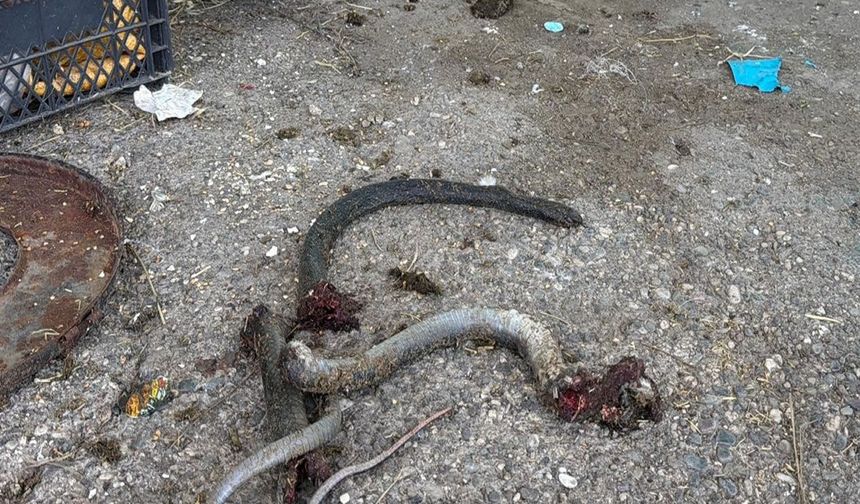 Yılanı vurmak isterken 5 kişiyi yaraladı