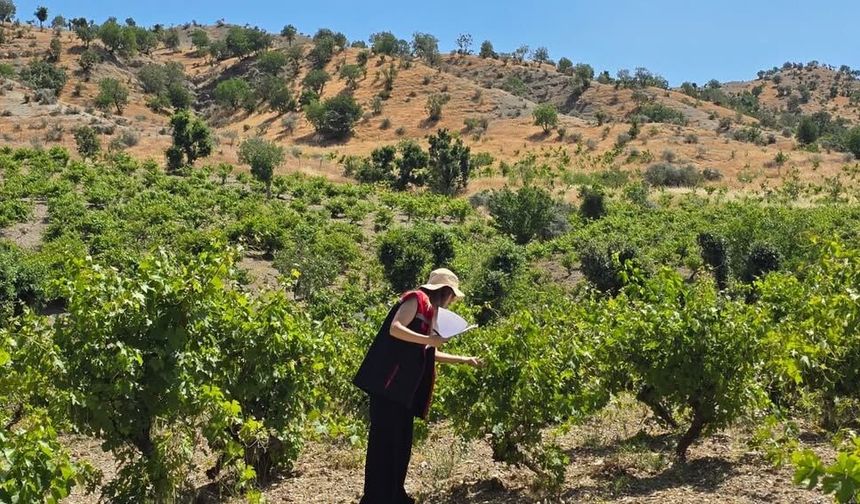 Şırnak'ta Zeytin, Nar ve Bağ Alanları İnceleniyor