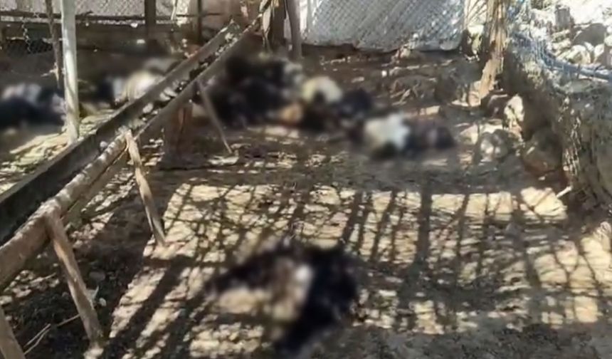 Ağıla giren başıboş köpekler 26 keçiyi telef etti