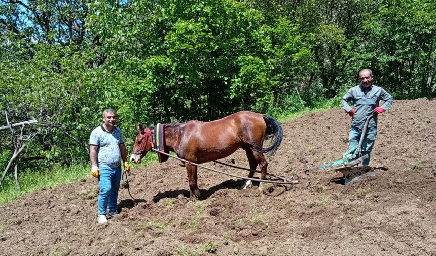 Traktörün giremediği tarlalar karasabanla sürülüyor