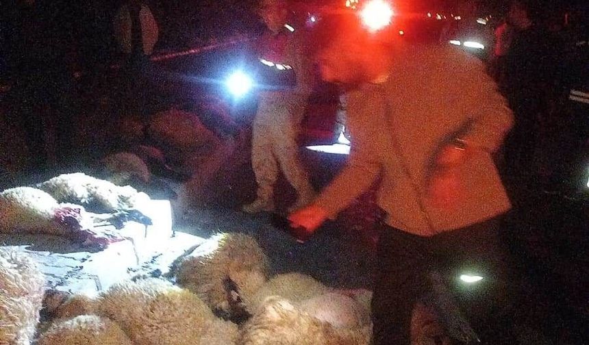 Otomobil koyun sürüsüne çarptı: 17 koyun telef oldu