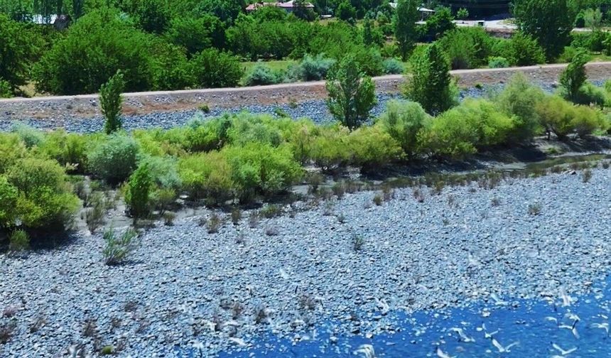 Martılar, Murat Nehri'nde görsel şölen oluşturdu