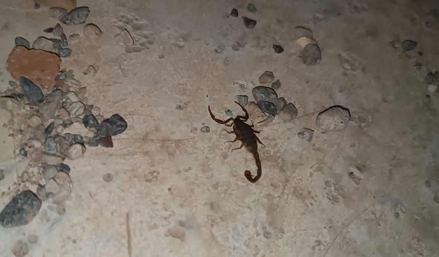 Şehir merkezinin  birçok farklı noktasında akrepler görüldü