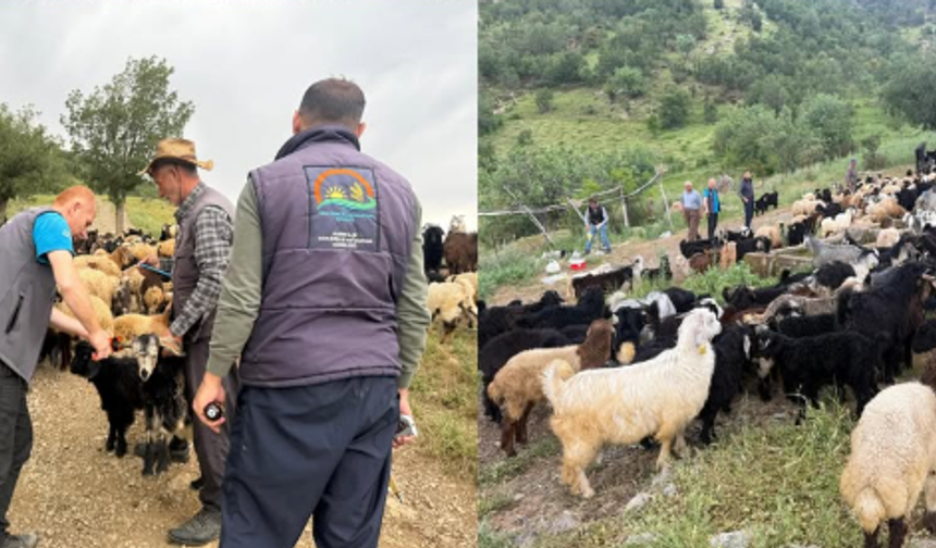 Köy Köy, Yayla Yayla: Hayvan Sağlığı İçin Büyük Seferberlik!