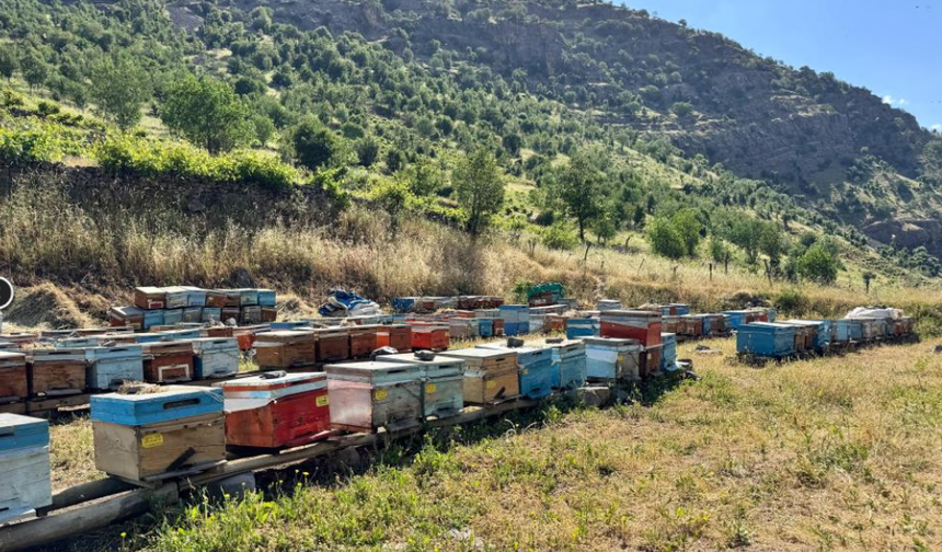 Şırnak’ta Bal Üreticileri Sezona Umutlu Başladı