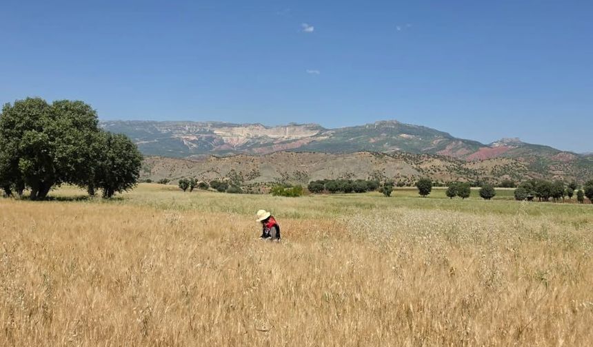 Şırnak’ta Tarım Ekiplerinden Süne Seferberliği