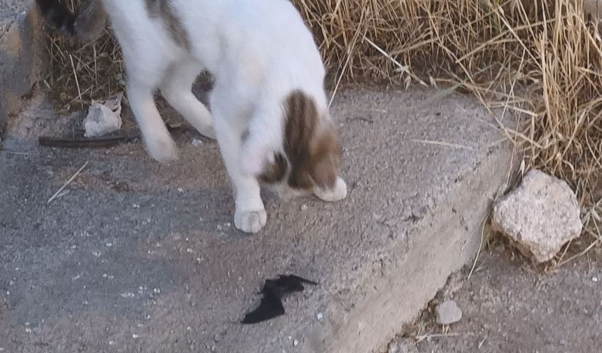 Şırnak'ta Kedi ve Yarasanın Sokaktaki İlginç Kapışması