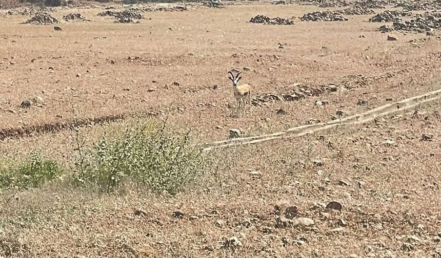 Cudi Dağı'ndaki Ceylan Sahası Yerinde İncelendi