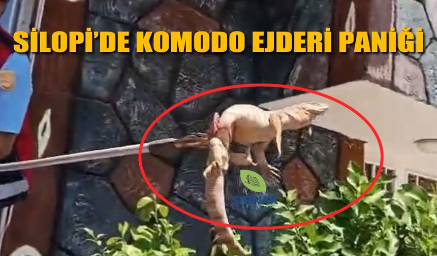 Silopi’de Komodo benzeri hayvan bulundu