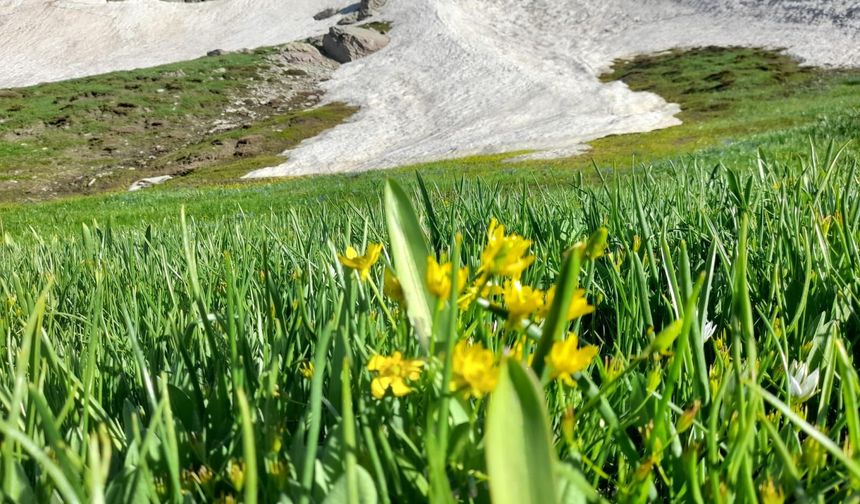 Şırnak'ın Şifa Deposu Dağlardan İndi, Kışlık Bidonlar Hazırlanıyor