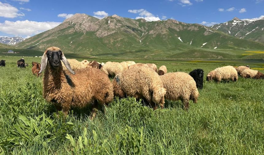 Faraşin Yaylası’nda bahar bereketi