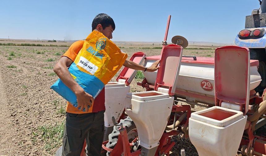 Silopi’de İkinci Ürün Mısır Mesaisi Başladı