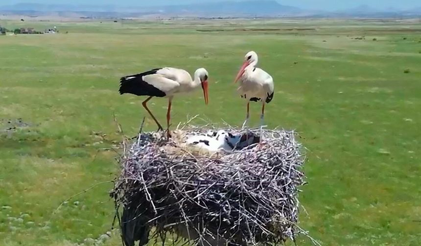 Şırnak'ta Göçmen Kuşlara Güvenli Yuva Projesi