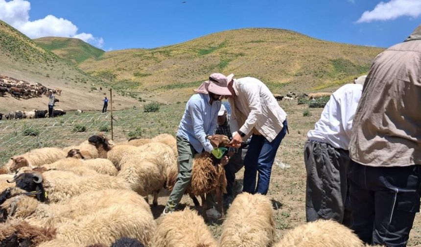 Hayvanların aşılama ve kimliklendirme çalışmaları sürüyor