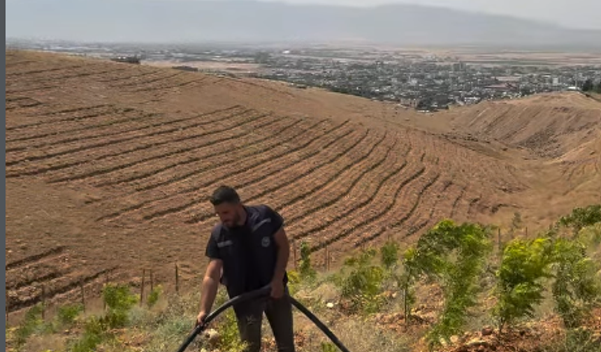 Silopi Belediyesi'nden 10 bin fidana hayat veren çalışma