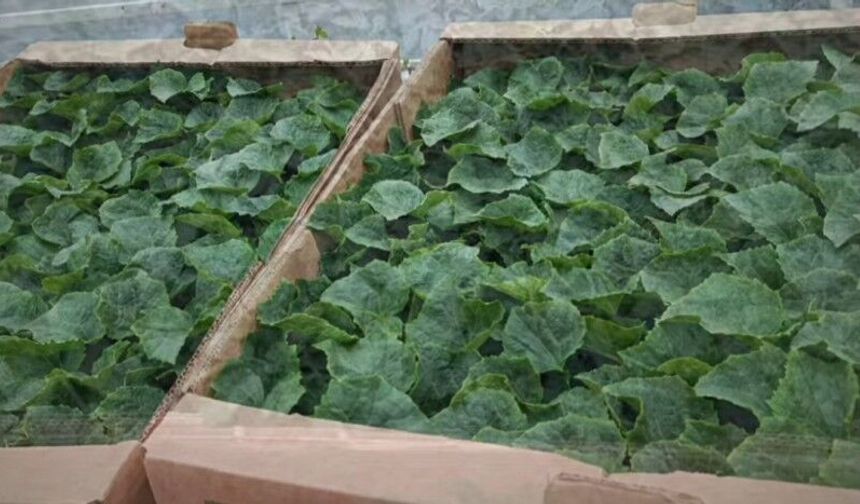 Şırnak’ta Çiftçiye Yüzde 75 Hibeli Tohum ve Fide Müjdesi