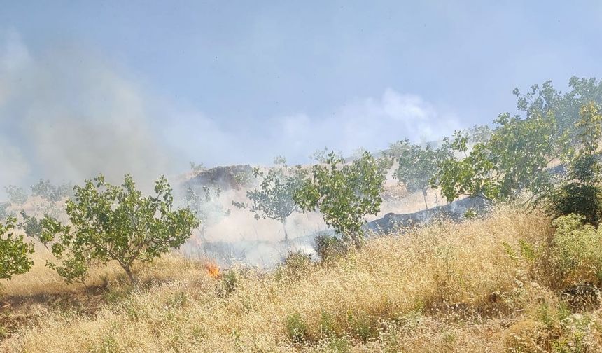 Fıstık bahçesinde çıkan yangında 95 ağaç kül oldu