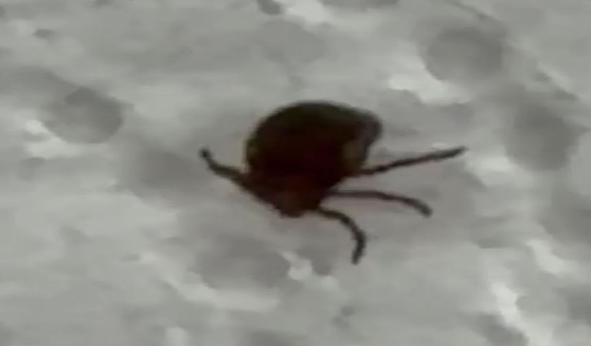 Kenenin ısırdığı vatandaş hastaneye başvurdu