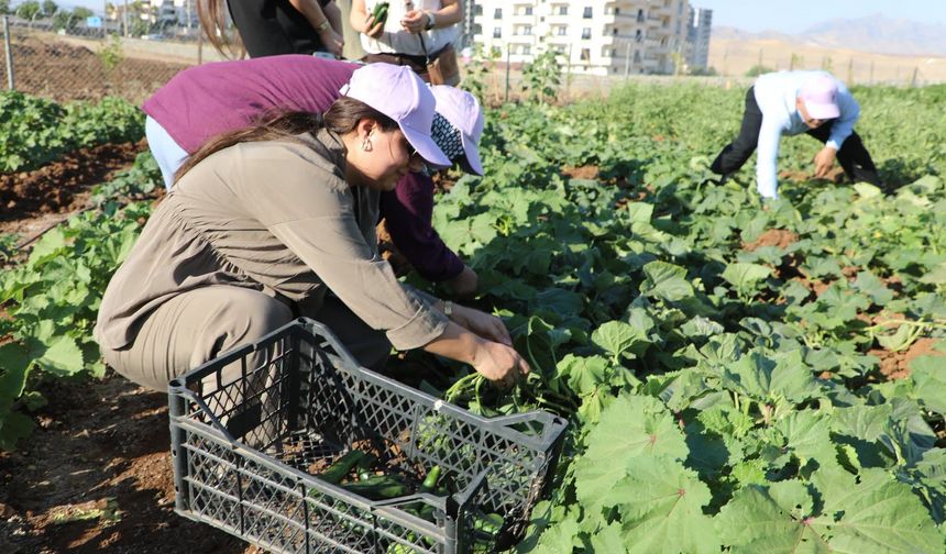 Cizre'de Binevş Kadın Komünü Kent Bostanı'nda İlk Hasat Yapıldı