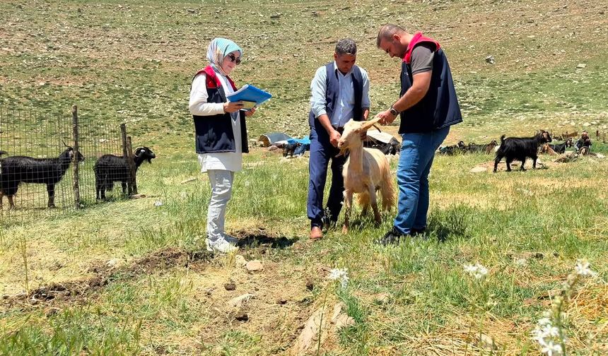 Şırnak'ta Hibe Destekli Yatırımlara Sıkı Denetim