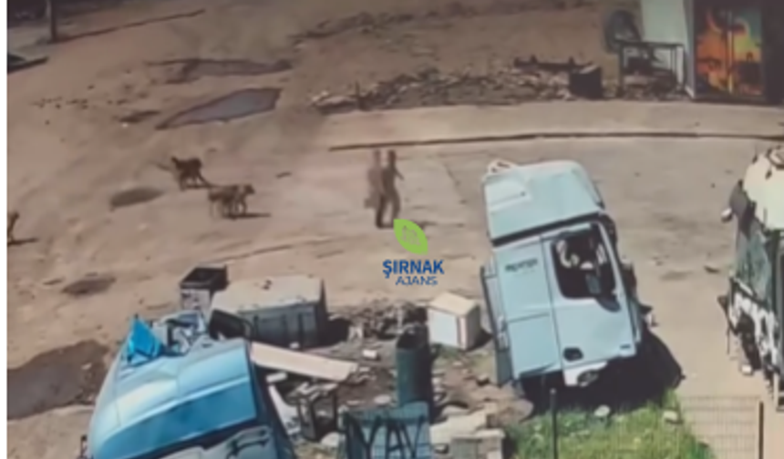 Silopi'de Sokak Köpekleri Çocuğa Saldırdı