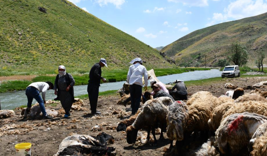 Şırnak'ta koyun kırkma mesaisi başladı