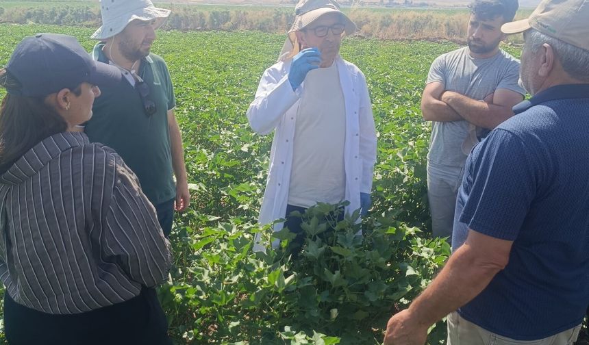Cizre'de pamuk üretimi için saha çalışması