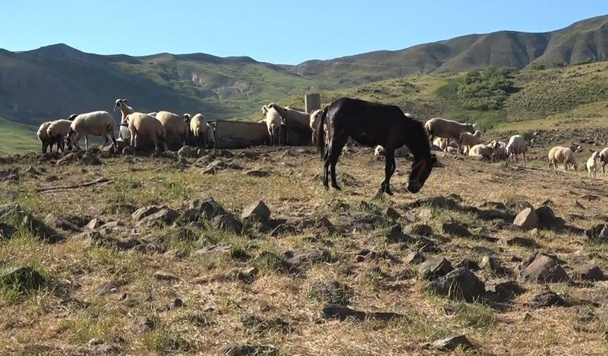 Yaklaşık 30 TL ödeyerek yaylalardan faydalanabiliyor