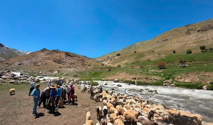 Şırnak sınırında üreticiye destek, sürüye koruma