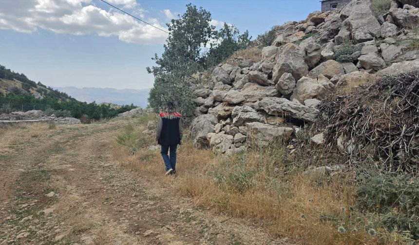 Şırnak Çayır ve mera alanlarında çekirge alarmı