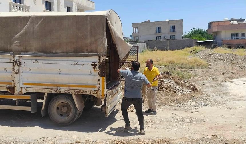 Sokak hayvanları güvenli şekilde toplanıyor