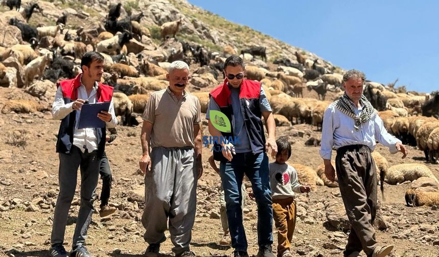 Yaylalarda veteriner seferberliği sürüyor