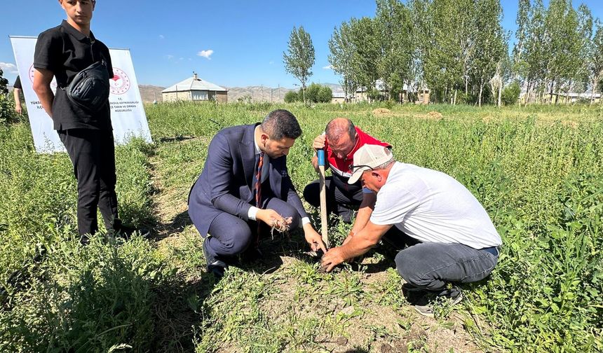 Tarlada yeni kazanç kapısı salep oldu