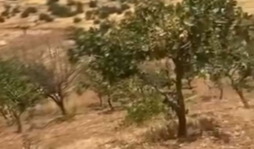 Yaban domuzları 20 yıllık fıstık ağaçlarına zarar verdi