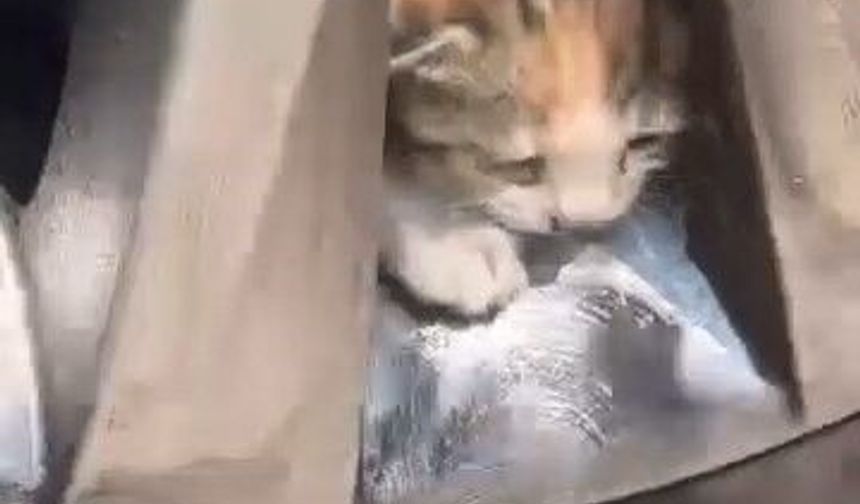 Aracın teker kısmına sıkışan kediler kurtarıldı