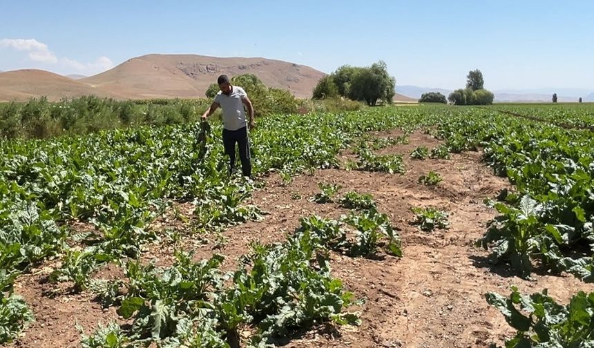 Ayılar ve domuz sürüleri çiftçinin emeğini talan etti
