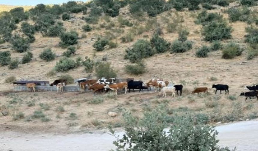 İdil’de Hayvan İşletmelerine Sağlık Taraması