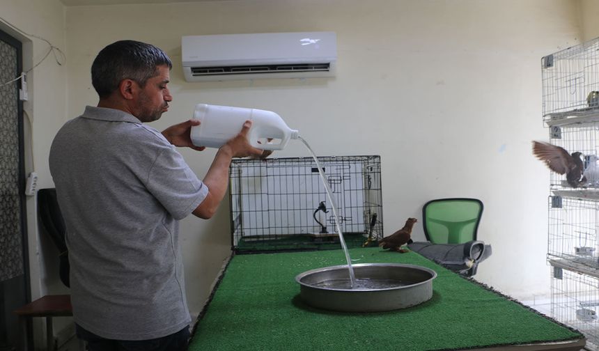 Binlerce liralık güvercinlere "klimalı" ve "havuzlu" konfor