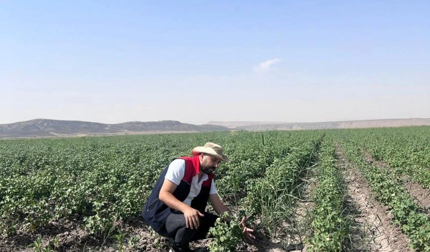Silopi’de susuzluğun faturası tarlalarda ortaya çıkıyor