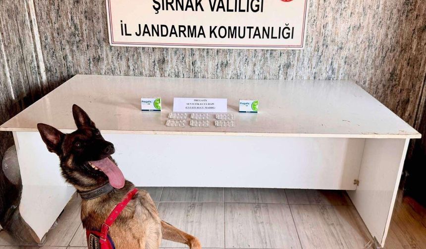 Şırnak’ta milyonluk operasyon; 111 şüpheli yakalandı