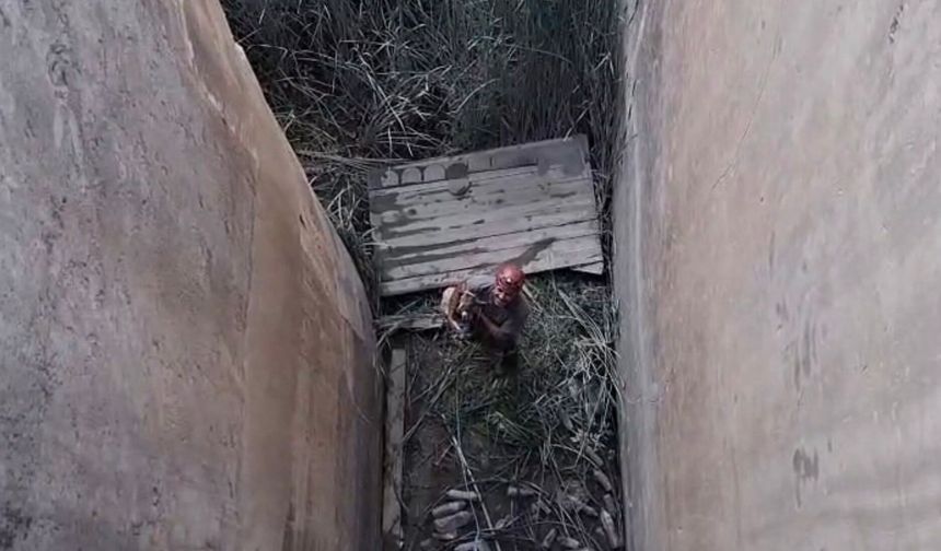 Koruma altındaki dağ keçisi için özel kurtarma operasyonu