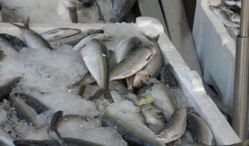 Balık sezonu açıldı, tezgahlar çeşitlendi