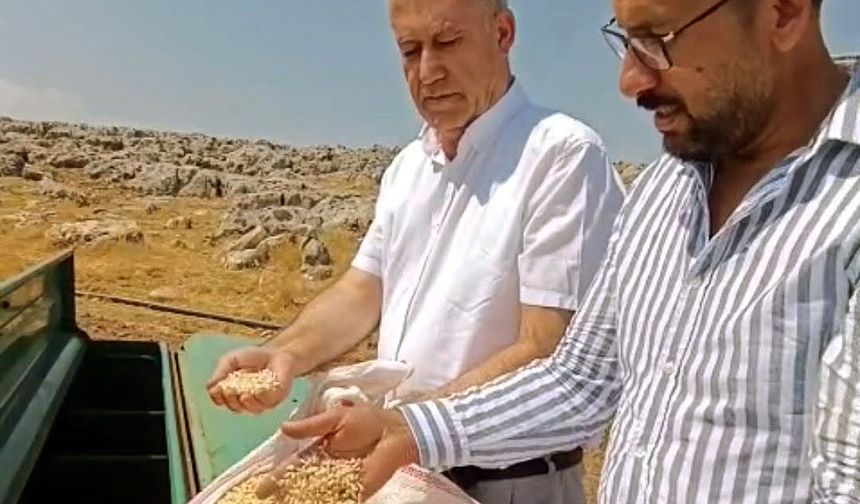 Araban sarımsağında zambak anaç tohum dönemi başlıyor