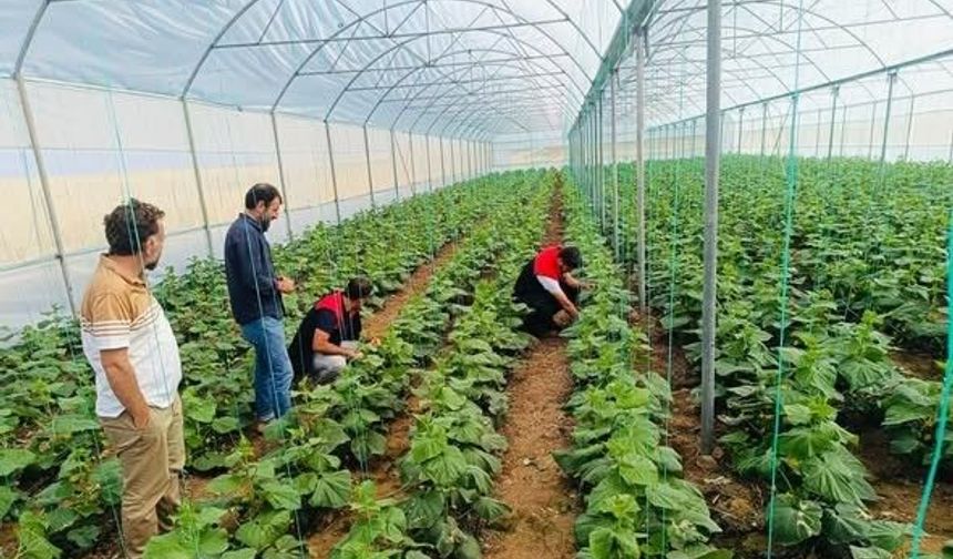Cizre’de üreticilere seracılık desteği