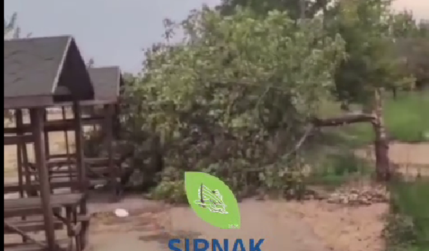 İdil’de Şiddetli Fırtına Ağaçlar Kökünden Devrildi