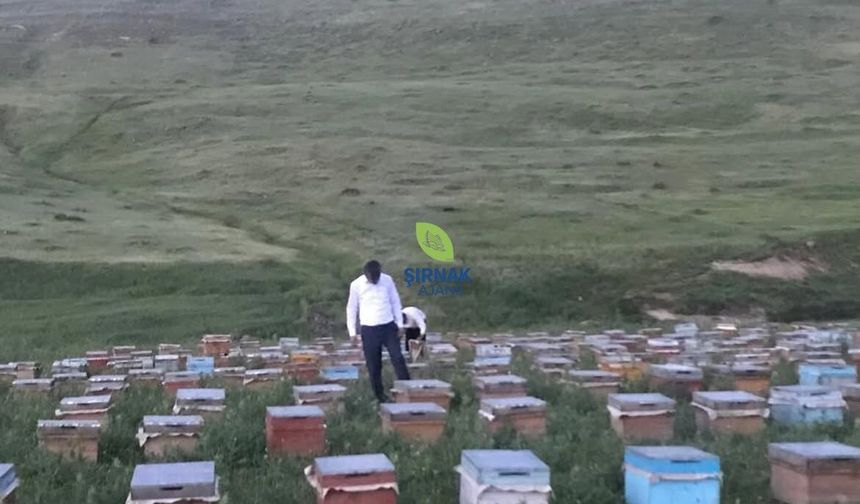 Faraşin’de bal hasadı başladı