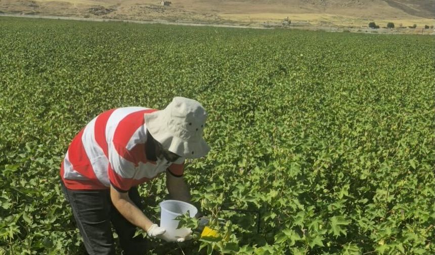 Cizre’de Pamuk Tarlalarında Biyoteknik Mücadele
